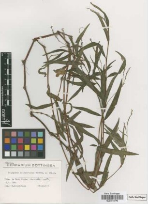 Polygonum salicifolium Brouss. ex Willd.