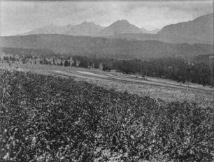 Berglandschaft : Blick über eine Wiese auf einen Wald mit hohem Gebirge im Hintergrund