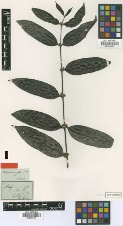 Platymerium glomeratum Bartl. ex DC. [type]