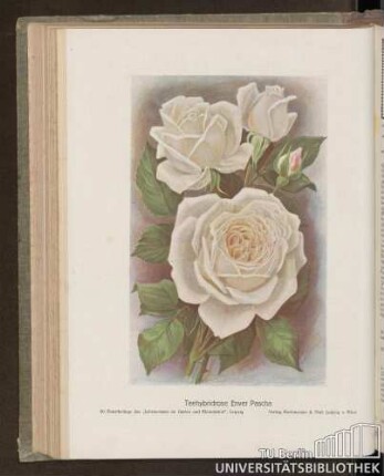 Teehybridrose Enver Pascha
