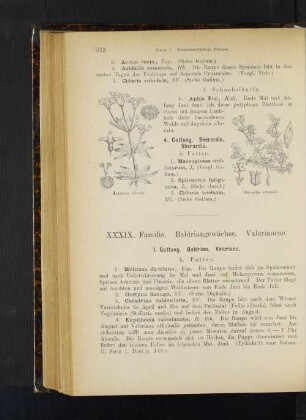 1. Gattung. Baldrian. Valeriana.