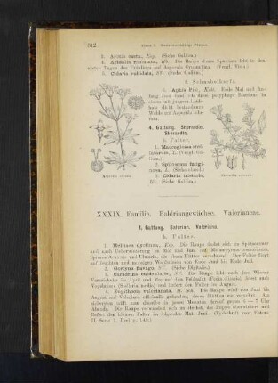 1. Gattung. Baldrian. Valeriana.