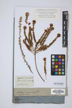 Bucco acuminata Wendl.