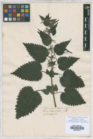 Urtica