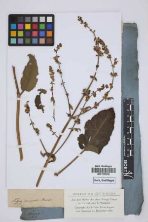 Salvia variegata W. et K.