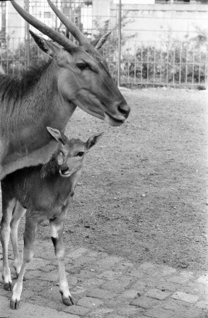 Antilopen-Nachwuchs im Karlsruher Zoo.