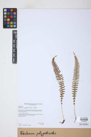 Blechnum polypodioides Raddi