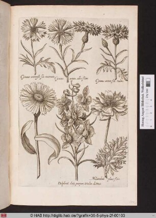 [Rittersporn und Kornblumen]