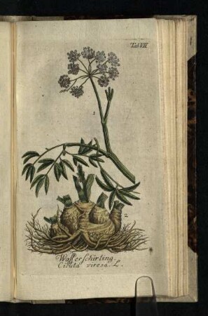 Tab. VII.: Wasserschierling. Cicuta virosa. L.