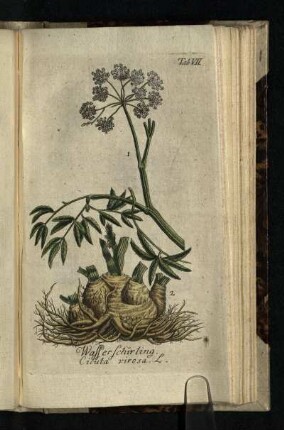 Tab. VII.: Wasserschierling. Cicuta virosa. L.