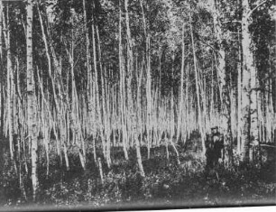 Birkenwald : Blick in einen Birkenwald. Im Vordergrund ein Mann an einer Birke gelehnt