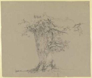 Alter Baum