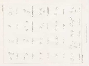 Planche XXXI. Cheveux; section transversale