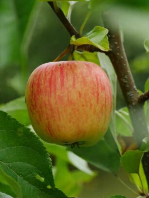 Apfelbaum Sorte: Gelber Estivale - Baum 117