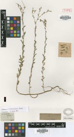 Linum decoloratum Griseb. [lectotype]
