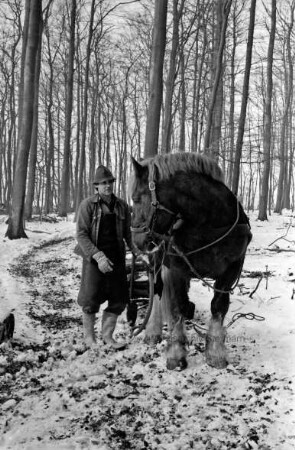 Fohlenkoppel: Landwirt Thomas Isenberg transportiert mit dem Schleswiger Kaltblutpferd Holz im Winter aus dem Wald ab