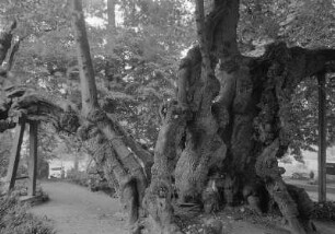 Putbus. Schloßpark