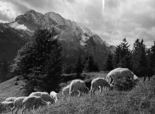 Schafherde im Wettersteingebirge