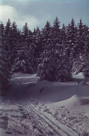 Thüringer Wald. Winterlandschaft