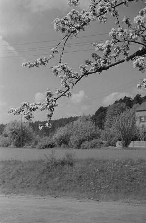 Baumblüte und Landschaftsansichten : Blühender Obstbaum