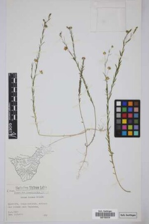 Linum bienne Miller