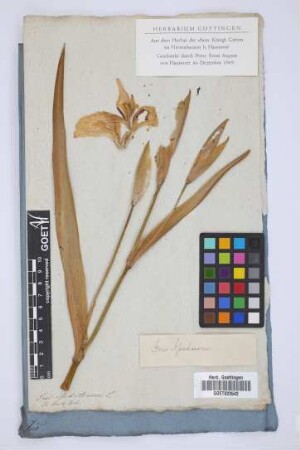 Iris Pseud-Acorus: L.
