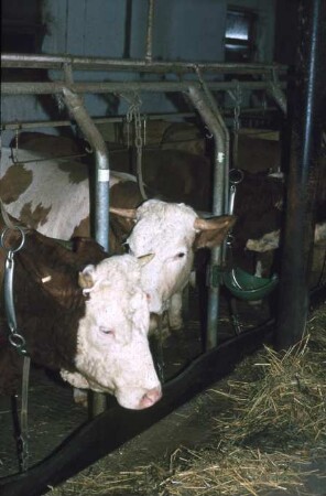 Fotografie: Milchviehhaltung, Stallsystem, Anbindestall, Anbindevorrichtung