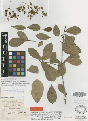 Savia clusiifolia Griseb. var. intermedia Müll.Arg.[type]