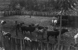 Viehpferch : Viehpferch einer Fazenda bei Santa Adélia.