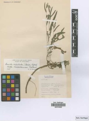 Lactuca