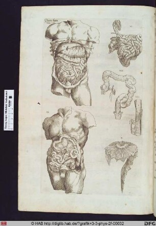 Darstellung eines geöffenten männlichen Torsos mit Ansicht des Darmes