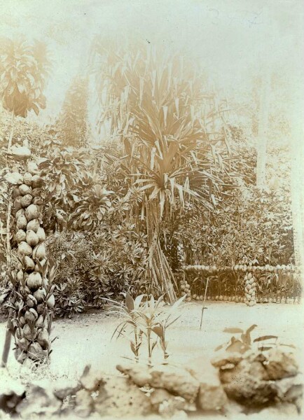 "Noix de coco empilées pour la fête, les chasseurs sont plantés sur la place du Tabou à Kaluan à Panegendu".