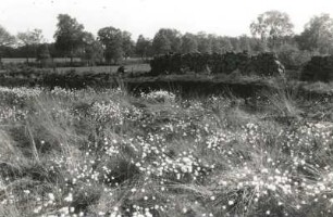 Landschaft Teufelsmoor, Niedersachsen. Blühendes Wollgras vor geschichtetem Torfstich