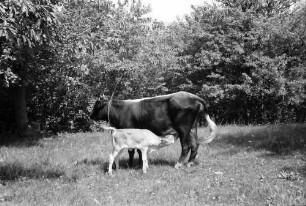 Nepotrowo: Kuh und Kälbchen