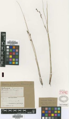 Machaerina filifolia Griseb. [isolectotype]