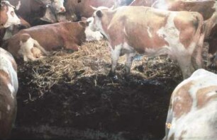 Fotografie: Stallsystem, Tretmiststall, Milchkuh