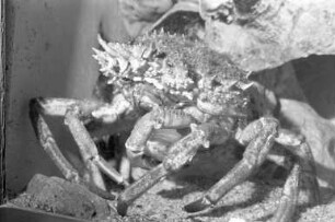 Vivarium der Landessammlungen für Naturkunde