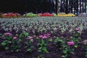 Trabbis mit Blumenrabatte