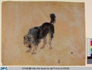 Stehender Hund von vorn