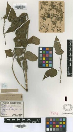 Croton saltensis Griseb. [type]