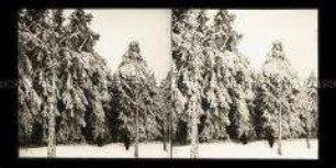 Wanderer im verschneiten Wald, Zittauer Gebirge