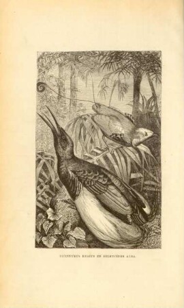 Cicinnurus regius en seleucides alba