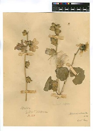 Malvaceae Alcea setosa Boissier, Edmond (1810 - 1885) [Wadi el-Ward]