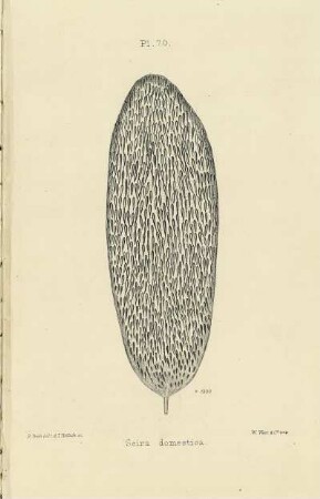 Plate LXX. Scale of Seira domestica.