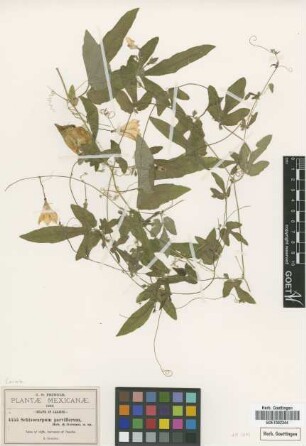 Schizocarpum parviflorum B.L.Rob. & Greenm. [type]