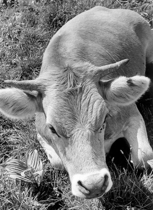 Auf einer Weide im Allgäu. Eine Kuh liegt im Gras