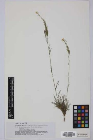 Descurainia preauxiana (Webb) Webb ex O.E. Schulz