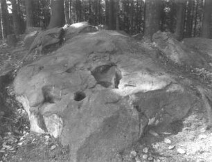 Kälbersteine. Granitblock mit neun halbkugelförmigen Auswitterungen von Grauwackebrocken (vorn Zweig von 12 cm Länge als Maßstab) : Lausitzer Bergland. Kälbersteine. Granitblock mit neun halbkugelförmigen Auswitterungen von Grauwackebrocken (vorn Zweig von 12 cm Länge als Maßstab)