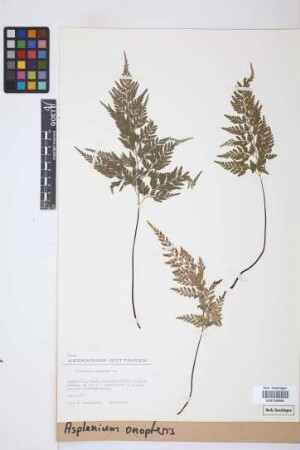 Asplenium onopteris
