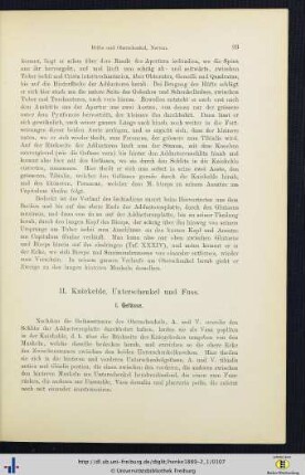 II. Kniekehle, Unterschenkel und Fuss.